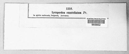 Lycoperdon constellatum image